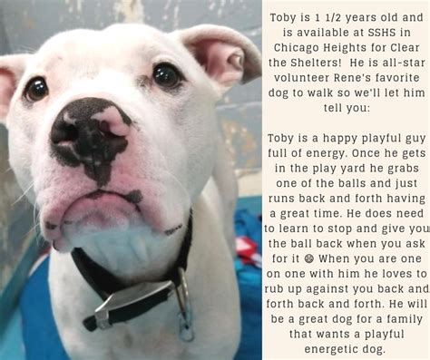 Shelters provide a variety of services that promote the humane treatment of animals in chicago heights. Clear The Shelters Day: Help Toby Find A Home In Chicago ...