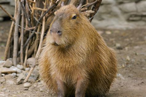 Beautiful Wallpapers for Desktop: Capybara HD Wallpapers