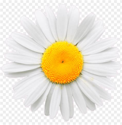 72 Aesthetic Daisy Png Foto 4kpng