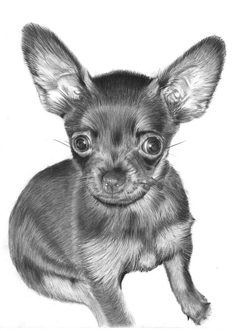 Chihuahua Drawing By Joey Bergeron