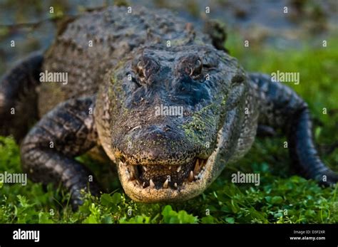 American Alligator Alligator Mississippiensis In A Swamp Near Myrtle
