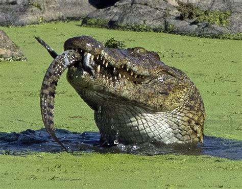 Croc Eats Baby Crocodile Animals Eating Animals Pictures Pics
