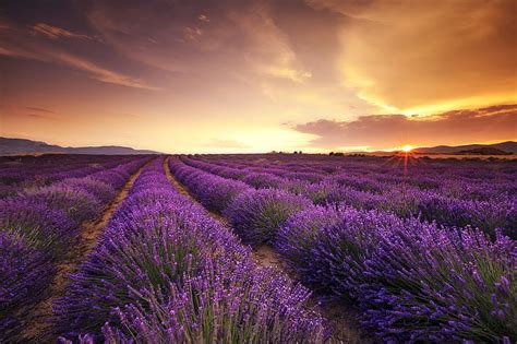 Purple Lavender Flower Field Field Sunset Lavender Hd Wallpaper