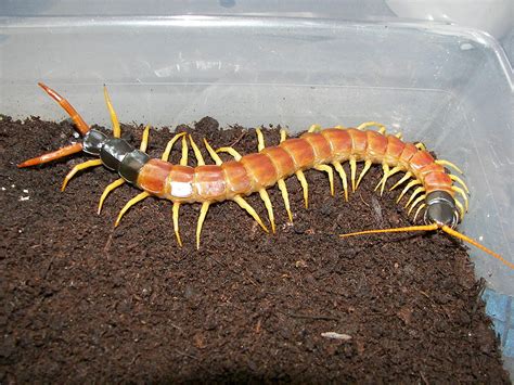 15++ Do House Centipede Bite Humans | Flex Imake