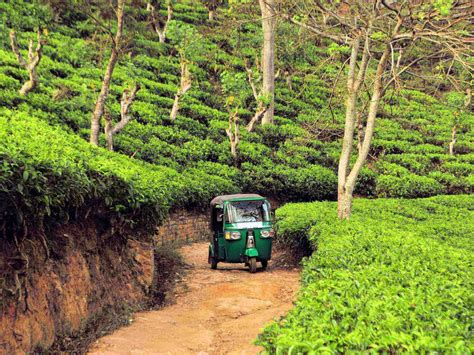 Sri Lanka Discovering Sri Lankas Tea Plantations Corinthian Travel