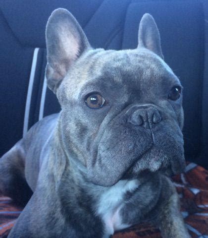 French bulldog information including pictures, training, behavior, and care of french bulldogs and dog breed mixes. Awesome Blue French Bulldog Stud. for Sale in Kalamazoo ...