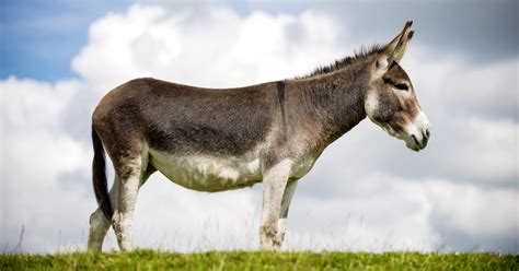 5 Donkeys That Are Going To Have Get A Lot Fatter If They Want Us To