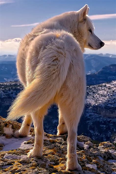 Pin By Animal Goddess On Animals With Images Animals Beautiful Wolf White Wolf