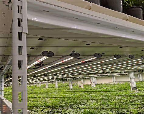 Vertical Cannabis Grow Light Systems You Can Trust Lift And Grow