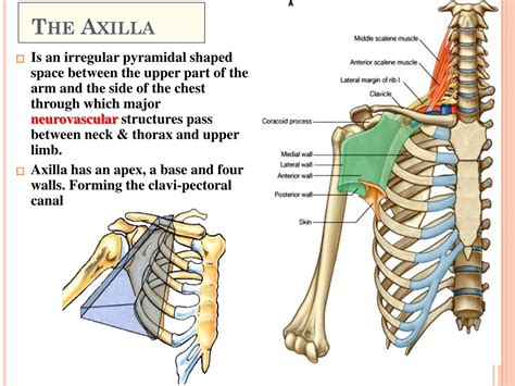 Ppt Axilla Powerpoint Presentation Free Download Id9214461