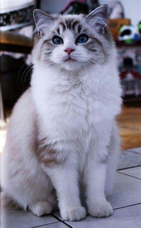 Or maybe you are asking yourself, what kind of cat is this? get some help making this important decision, choosing (or identifying) a cat breed, with this personalized. Pin by Dead_ Aesthetic28 on Character work | Ragdoll cat ...