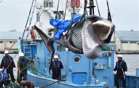 Japan Has Officially Resumed Commercial Whaling Yale E360