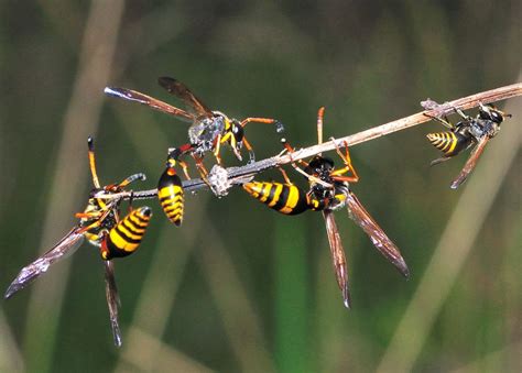 Sawflies Wasps Bees And Ants Order Hymenoptera