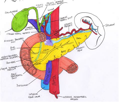 Abdominal Anatomy Pancreas HealthQuest St John Neuromuscular Anatomy