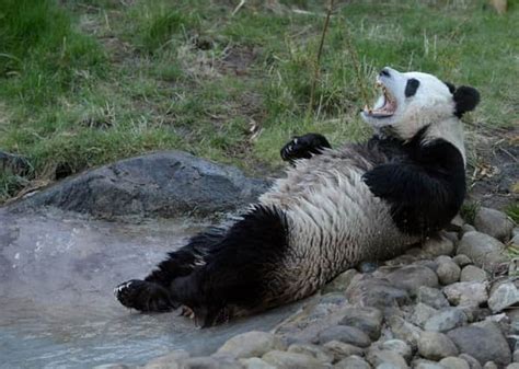 Edinburgh Panda Tian Tian Artificially Inseminated