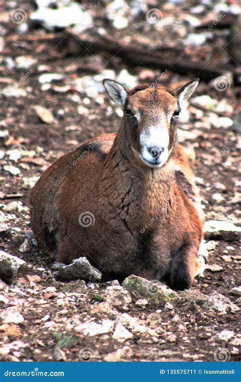 Female Mouflon Sheep Laying On The Ground Stock Image Image Of Theme