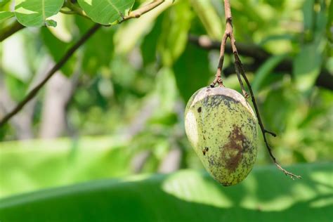 We did not find results for: Mango Tree Care » Tips on Keeping Things Healthy