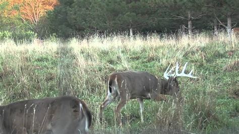 Test Video Whitetail Deer Youtube