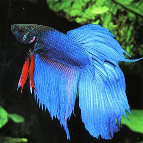 Sharea fighter fish (betta fish) is one of the most beautiful aquatic pets. Male Siamese Fighter Fish