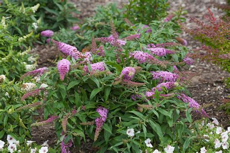 Pugster Pink Butterfly Bush Plant Addicts