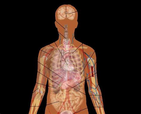 The Illustration Human Abdominal Organs Anatomical Location Of Human
