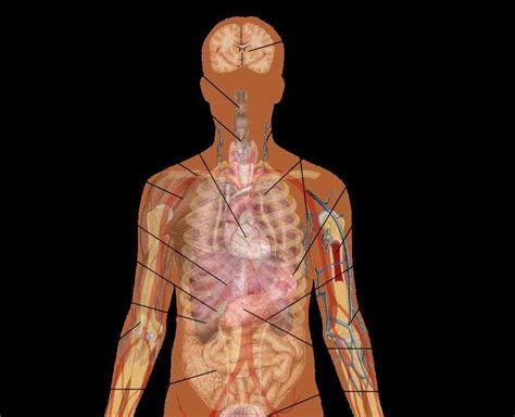 Organises the body into defined parts: the illustration human abdominal organs anatomical ...
