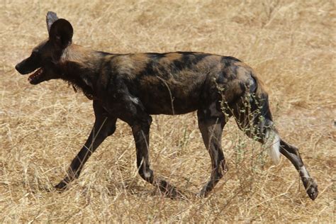 Abes Animals Subspecies Of The African Wild Dog And Dhole