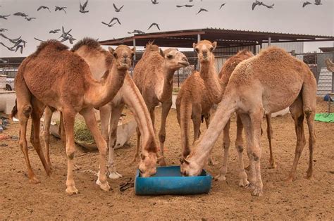 Slideshow 1202 09 Group Of Camels Taking Breakfast In Livestock Market