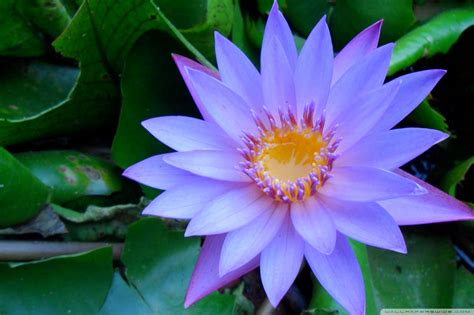 Only the best hd background pictures. Cape Blue Water Lily Ultra HD Desktop Background Wallpaper ...