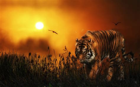 Tiger Hd Wallpaper Background Image 1920x1200