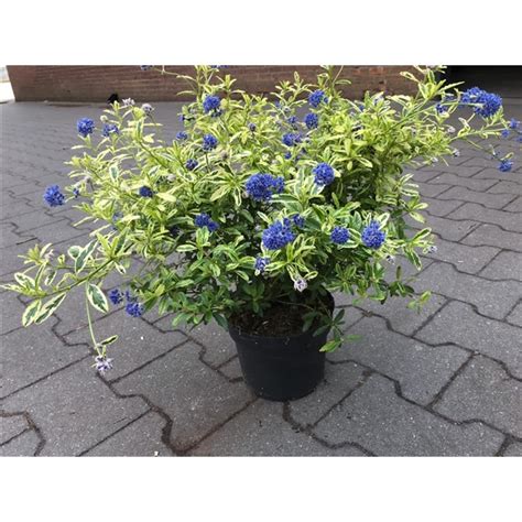 Other common names californian lilac 'lemon and lime' family rhamnaceae genus ceanothus can be evergreen or deciduous shrubs or small trees, with simple leaves and small blue, pink or white flowers in profuse axillary or terminal clusters. Ceanothus 'Lemon and Lime' (1012) - FloraXchange