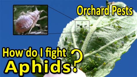 11 Solutions To Combat Aphids In The Orchard Complete Gardering