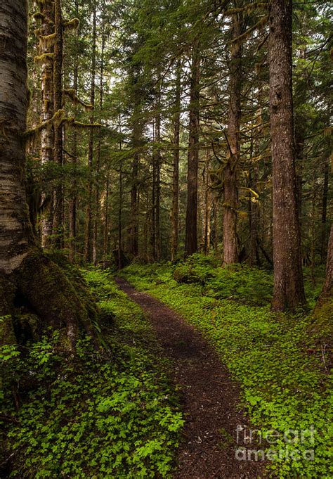 Forest Serenity Path Photograph By Mike Reid Fine Art America