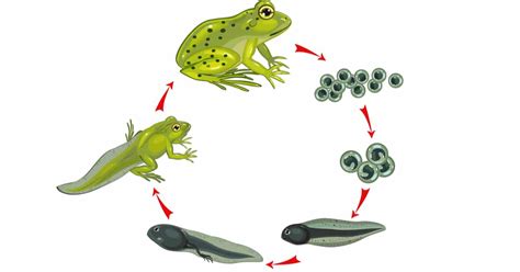 Frog Life Cycle Learn About Nature