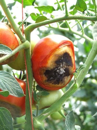 Grows well outside in the uk. Warm season vegetables to grow during summer - MSU Extension