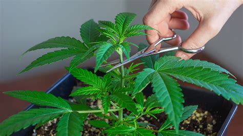 Topping Cannabis Plants Surna Cultivation Technologies