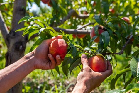 Florida Peach Harvest Set To Start Today