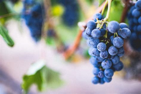 Free Images Branch Blur Grape Vine Vineyard Fruit Berry Leaf
