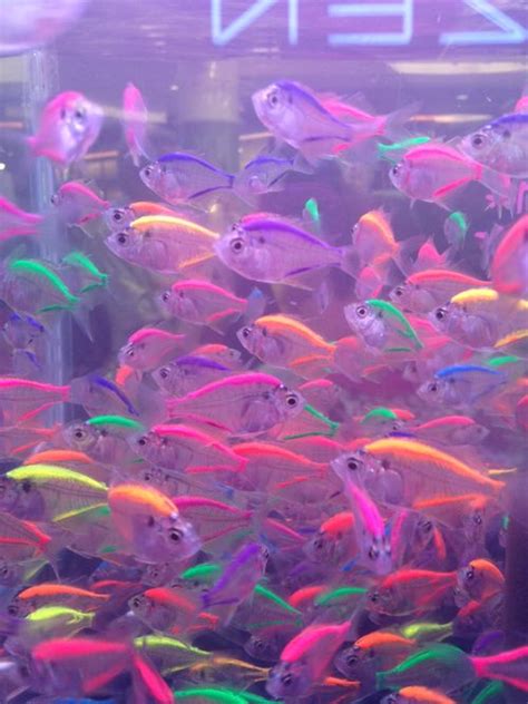 A Gaggle Of Glowing Fish Neon Aesthetic Rainbow Aesthetic Purple