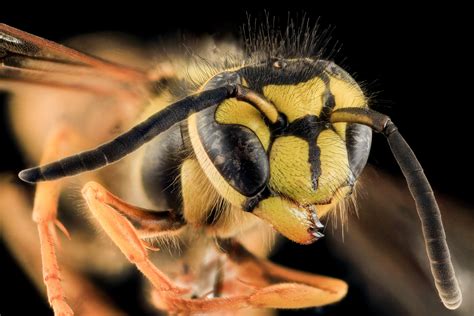 Yellow Jackets Introduce Us To Fascinating World Of Insects The