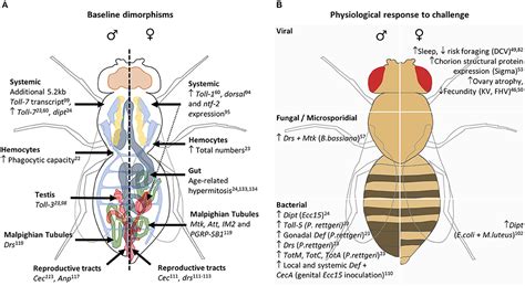 Frontiers Sexual Dimorphisms In Innate Immunity And Responses To Infection In Drosophila