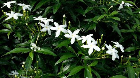 Does Star Jasmine Attract Bees