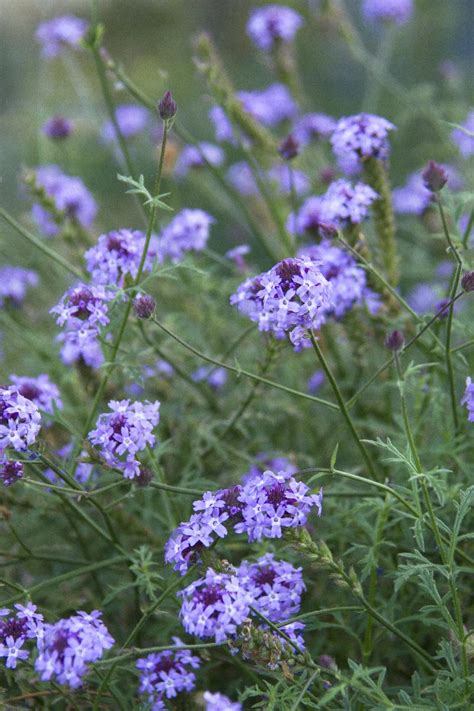 De La Mina Verbena Verbena Lilacina De La Mina Monrovia Plant