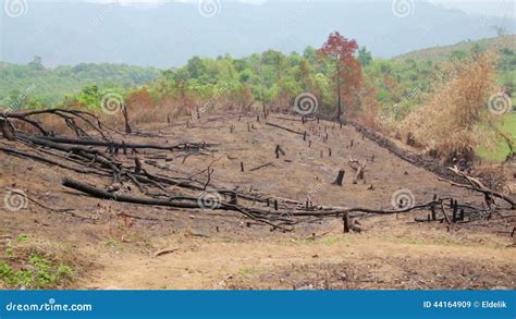 Deforestation After Forest Fire Natural Disaster Stock Video Video