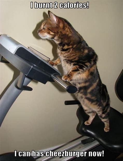 Take your cat to a veterinarian, who will perform skin scrapings and confirm the presence of mites with a microscope. Cat In Exercise Pose Funny Picture