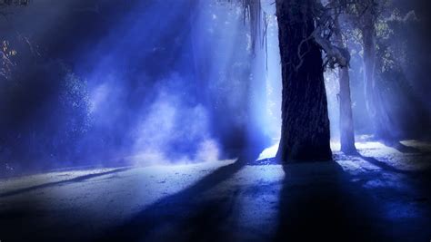 Misty Forest Steam Rises From Frost Amongst Royalty Free Video