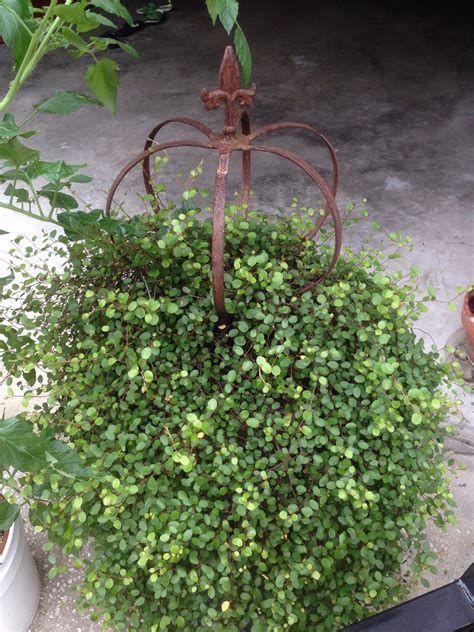 They grow best in damp weather conditions, with warm days and cool nights. Angel vine | Gardening | Pinterest | Angel, Gardens and Plants