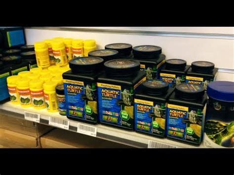 My kids are scared of him. Baby Pet Turtles Melbourne | SALE Now On - YouTube