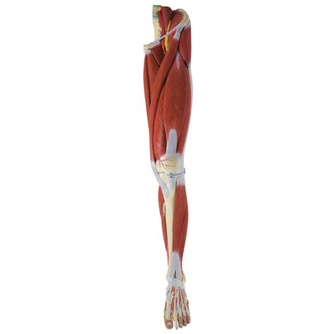 Names Of Muscles In Legs Muscles Of The Leg And Foot Classic Human