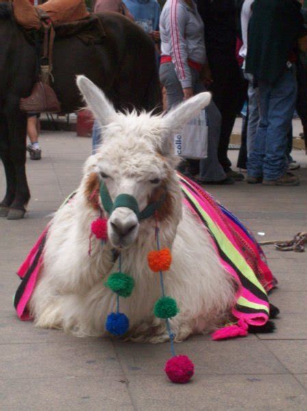 That Is One Festive Yet Sad Looking Llama Photo